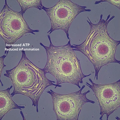Microscopic view of cells being stimulated by low-level laser light, illustrating increased ATP production and reduced inflammation, clean image, no text